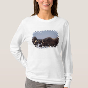 muskox, Ovibos moschatus, bull and cow T-Shirt
