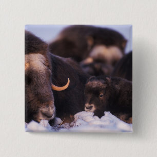 muskox, Ovibos moschatus, cow with newborn, 15 Cm Square Badge