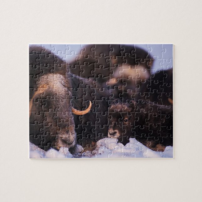 muskox, Ovibos moschatus, cow with newborn, Jigsaw Puzzle (Horizontal)