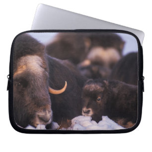 muskox, Ovibos moschatus, cow with newborn, Laptop Sleeve