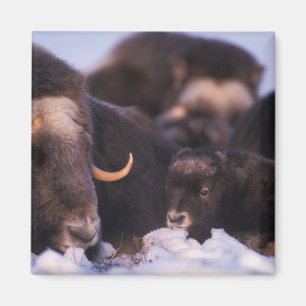 muskox, Ovibos moschatus, cow with newborn, Magnet