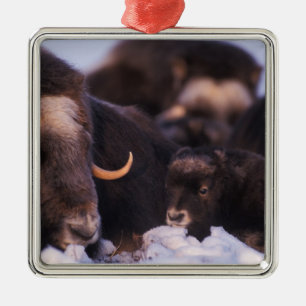 muskox, Ovibos moschatus, cow with newborn, Metal Tree Decoration