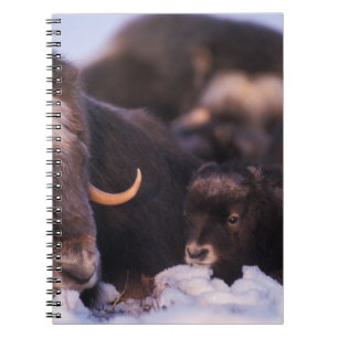 muskox, Ovibos moschatus, cow with newborn, Notebook
