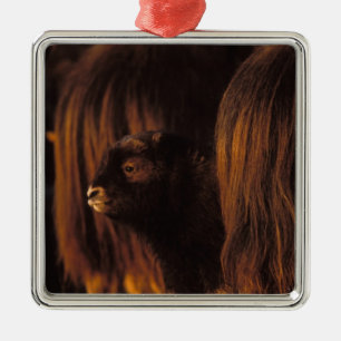 muskox, Ovibos moschatus, newborn calf Metal Tree Decoration