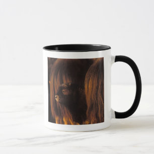 muskox, Ovibos moschatus, newborn calf Mug