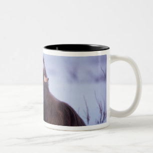 muskox, Ovibos moschatus, young bull Two-Tone Coffee Mug