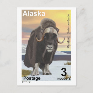 Muskox Postcard