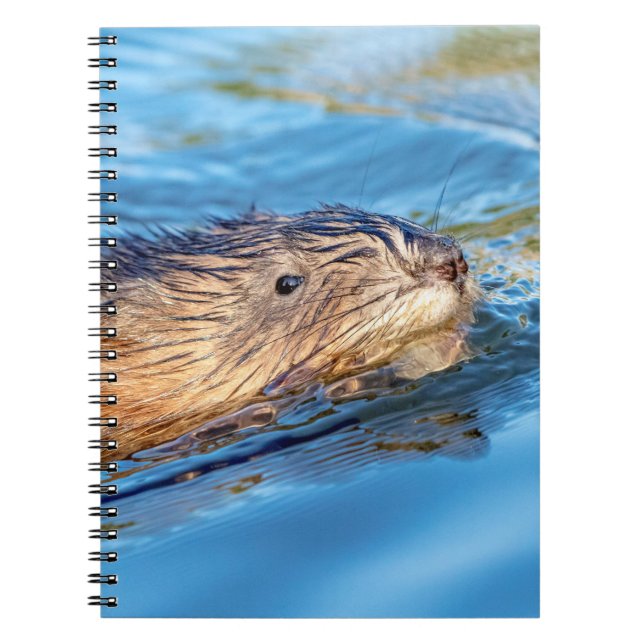 Muskrat at Vassar Farms Ecological Preserve Spiral Notebook (Front)