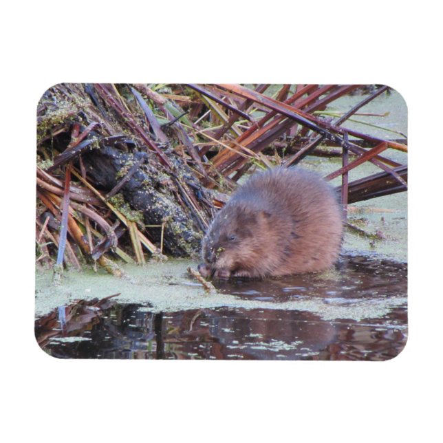 Muskrat Magnet (Horizontal)