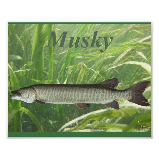 Musky Photo Print (Front)