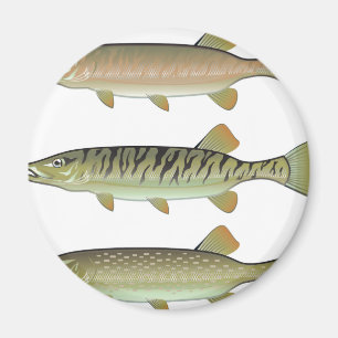 Musky Tiger musky and Northern Pike vector Magnet