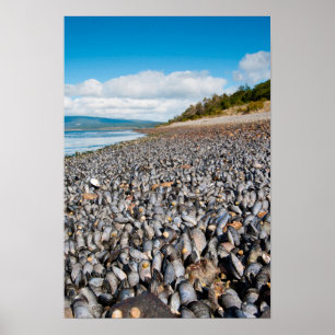 Mussels along shoreline in Patagonia, Argentina Poster