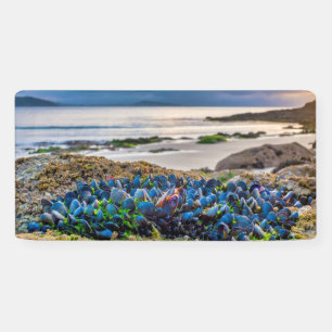 Mussels Banner