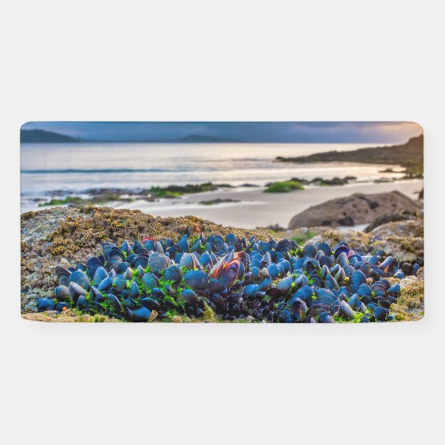 Mussels Banner (Horizontal)