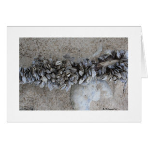 Mussels By W.Shepard (c) ...