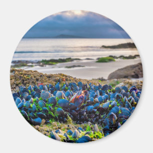 Mussels Magnet
