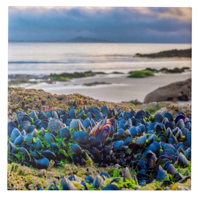 Mussels Tile (Front)