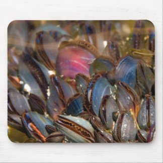 Mussels Under the Ocean Mouse Pad