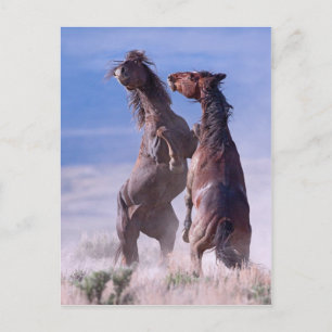 Mustang Fight 2 Postcard