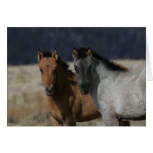 Mustang Foal Headshot