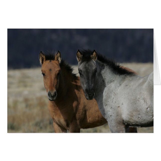 Mustang Foal Headshot (Front Horizontal)