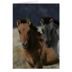 Mustang Foal Headshot