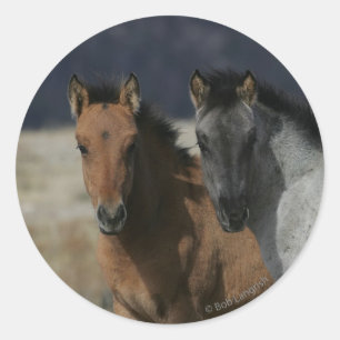 Mustang Foal Headshot Classic Round Sticker