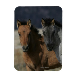 Mustang Foal Headshot Magnet