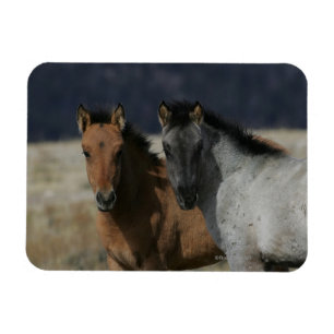 Mustang Foal Headshot Magnet