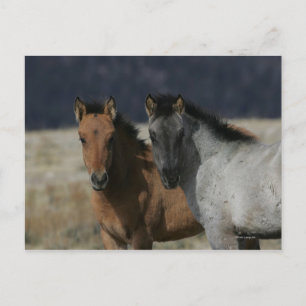 Mustang Foal Headshot Postcard