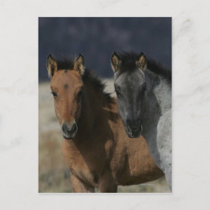 Mustang Foal Headshot Postcard