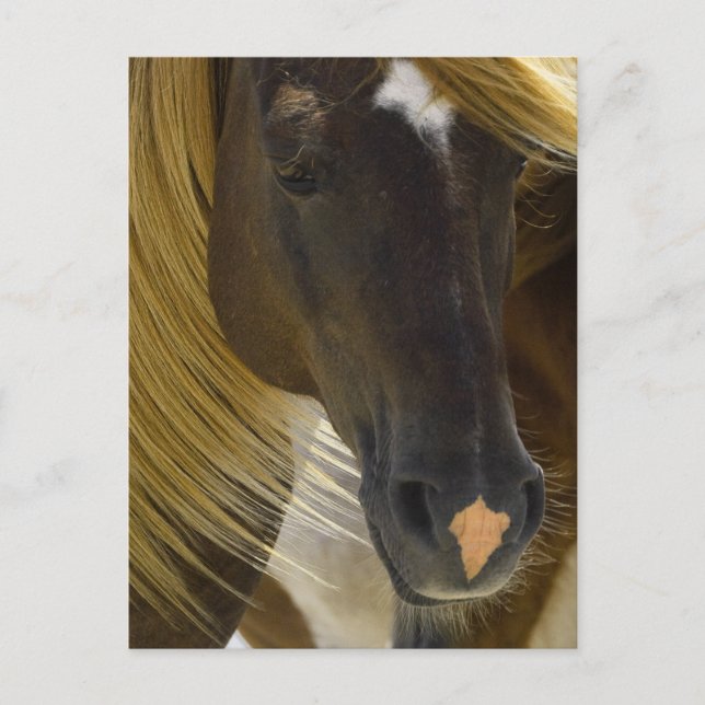 Mustang Horse Photo Postcard (Front)