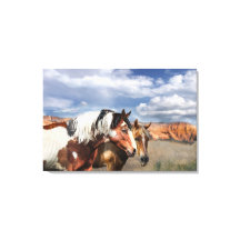 Mustang Horses in the wild, Stallion and his Mare.