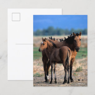 Mustang Mare and Foal Standing With Birds Postcard