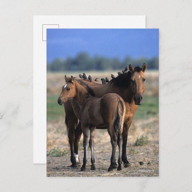 Mustang Mare and Foal Standing With Birds Postcard (Front/Back)