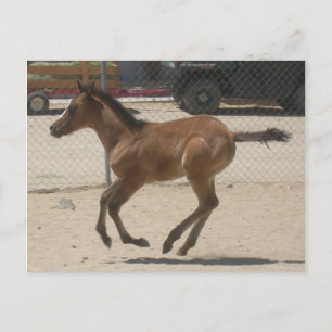 Mustang-Spirit Post Card