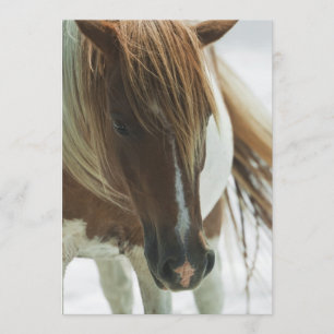 Mustang Wild Horse Invitation