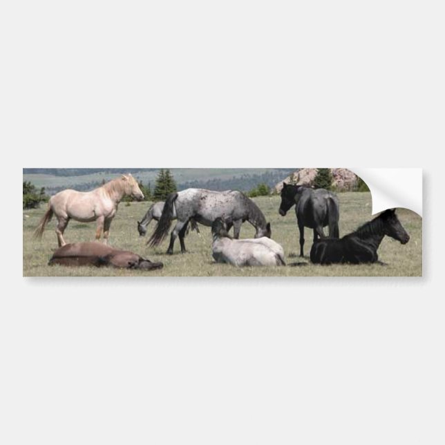 Mustangs Bumper Sticker (Front)