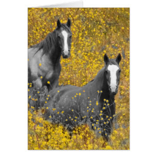 Mustard and Horses