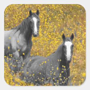 Mustard and Horses Square Sticker