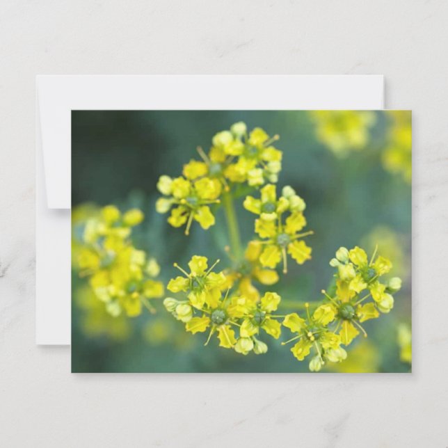 Mustard Flowers, Greeting Card (Front)