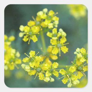 Mustard Flowers, Sticker sheet of 20, 1.5x1.5 in