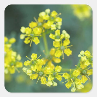 Mustard Flowers, Sticker sheet of 20, 1.5x1.5 in