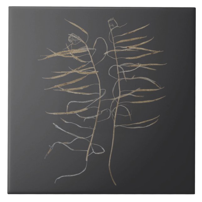 Mustard Seed Pods on a Ceramic Tile - A (Front)