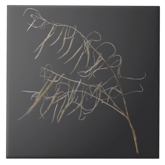 Mustard Seed Pods on a Ceramic Tile - B (Front)