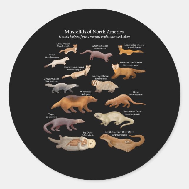 Mustelids Of North America Weasels Otters And Othe Classic Round Sticker (Front)