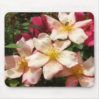 Mutabilis Rose Mouse Pad