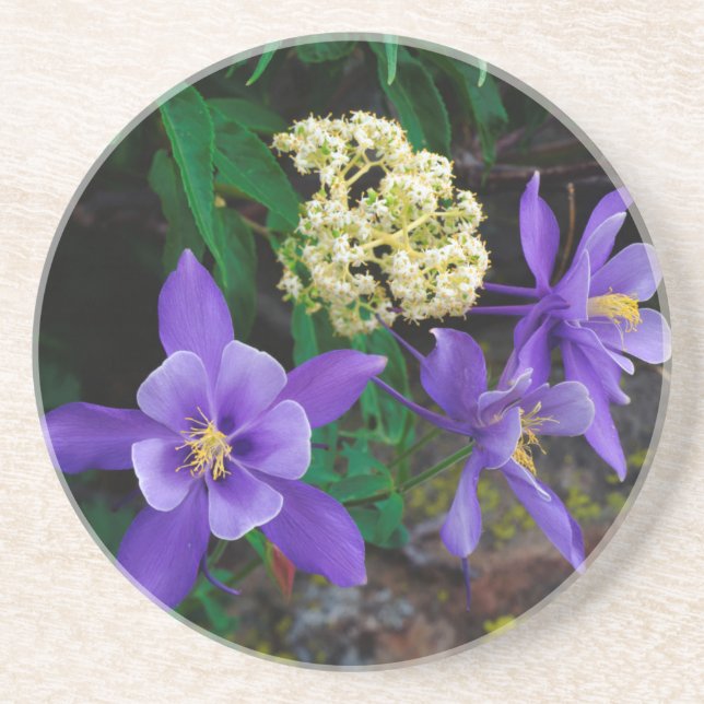 Mutant Columbine Wildflowers Coaster (Front)