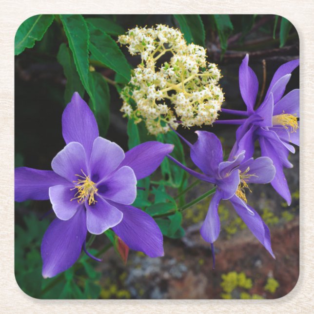 Mutant Columbine Wildflowers Square Paper Coaster (Front)
