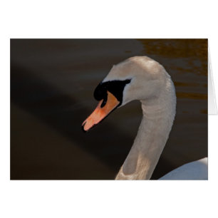 Mute Swan